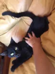 Mimi