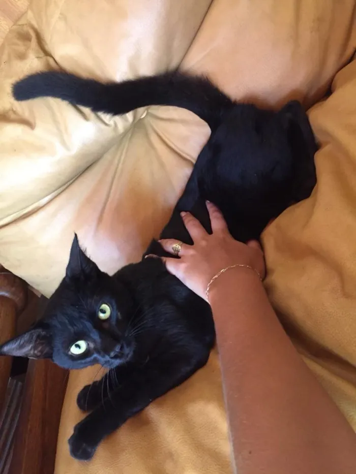 Gato ra a Sem raça definida idade 7 a 11 meses nome Mimi