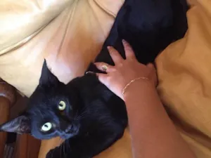 Gato raça Sem raça definida idade 7 a 11 meses nome Mimi