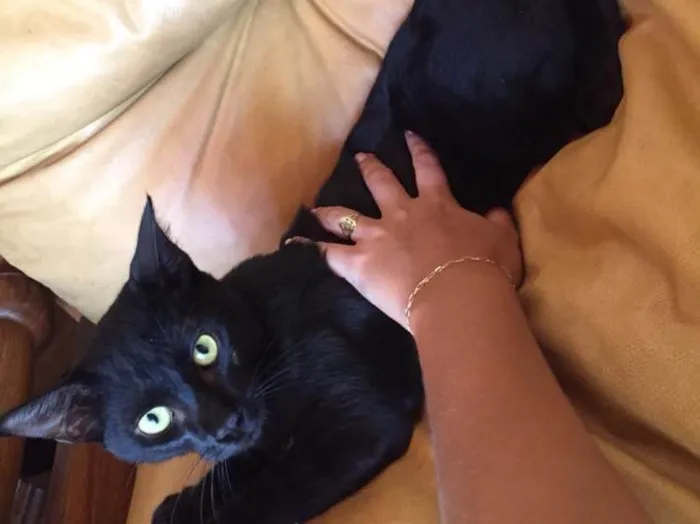 Gato ra a Sem raça definida idade 7 a 11 meses nome Mimi