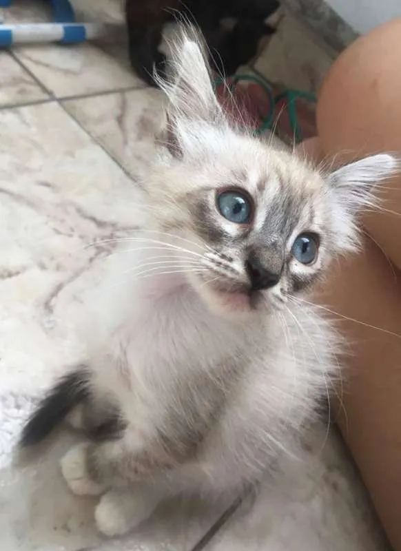 Gato ra a SRD idade 2 a 6 meses nome Absolut