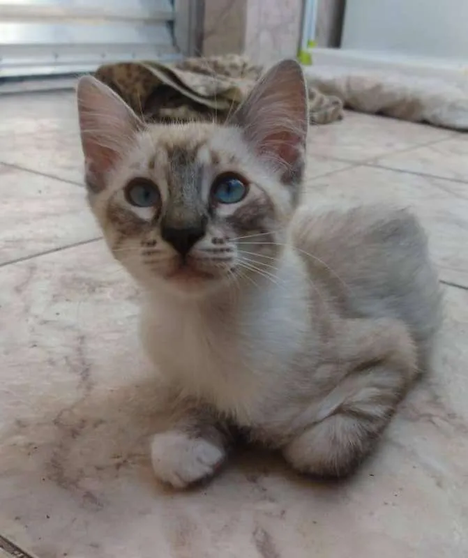 Gato ra a SRD idade 2 a 6 meses nome Absolut