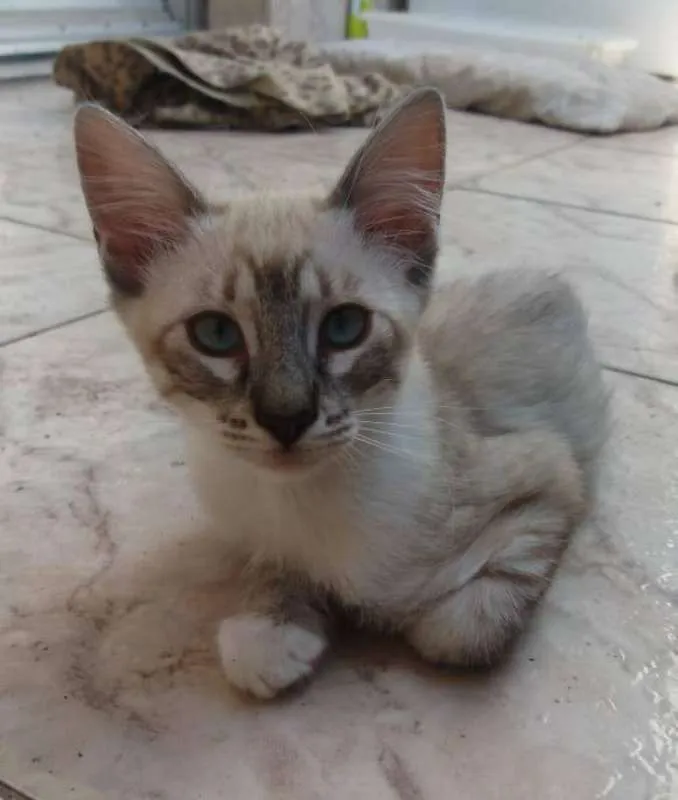 Gato ra a SRD idade 2 a 6 meses nome Absolut