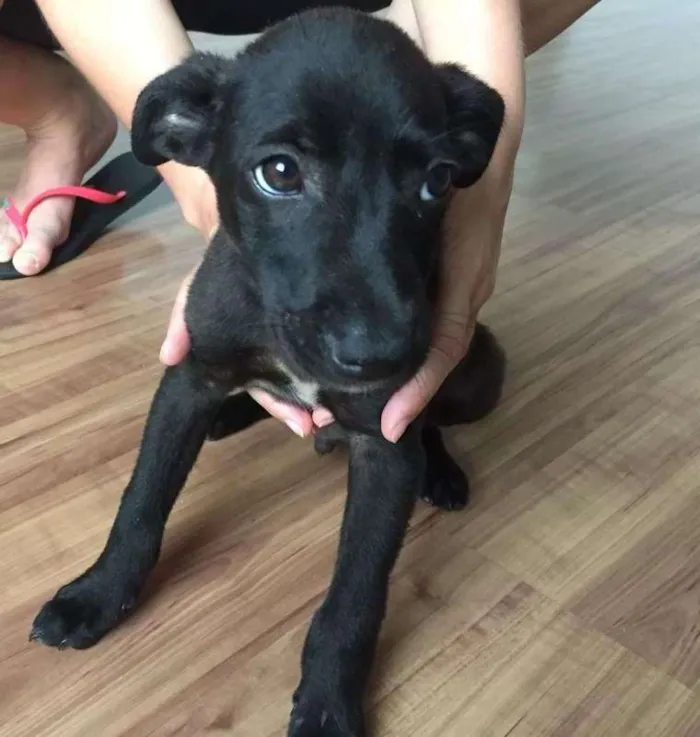 Cachorro ra a SRD idade 2 a 6 meses nome Feijão