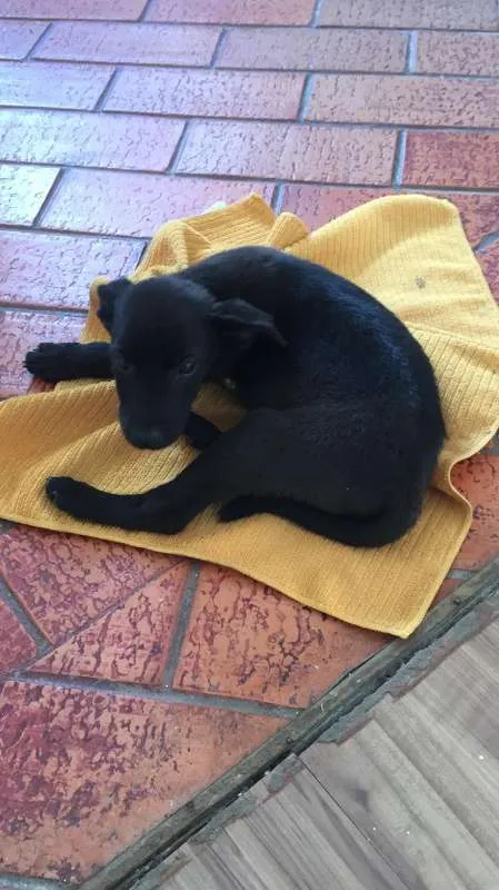 Cachorro ra a SRD idade 2 a 6 meses nome Feijão