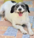 Pipoca