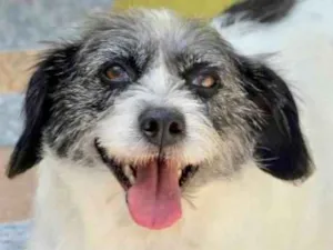Cachorro raça  idade 4 anos nome Pipoca