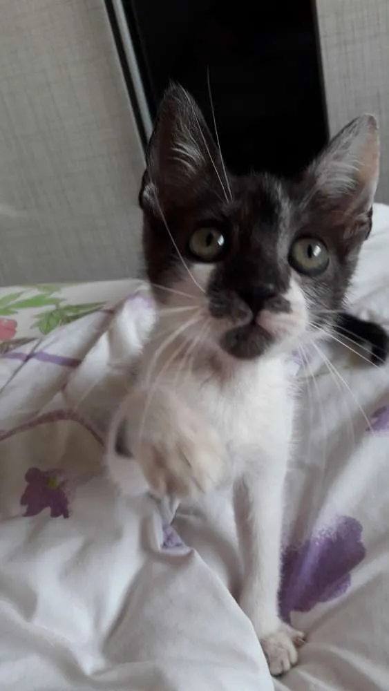 Gato ra a Desconhecida  idade Abaixo de 2 meses nome Theo 