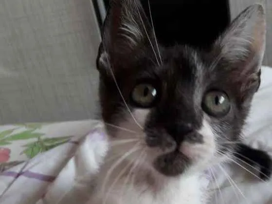 Gato ra a Desconhecida  idade Abaixo de 2 meses nome Theo 