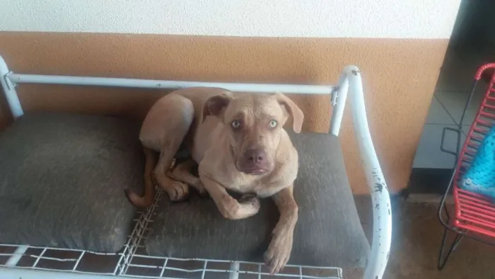 Cachorro ra a Vira lata idade 2 a 6 meses nome Luna
