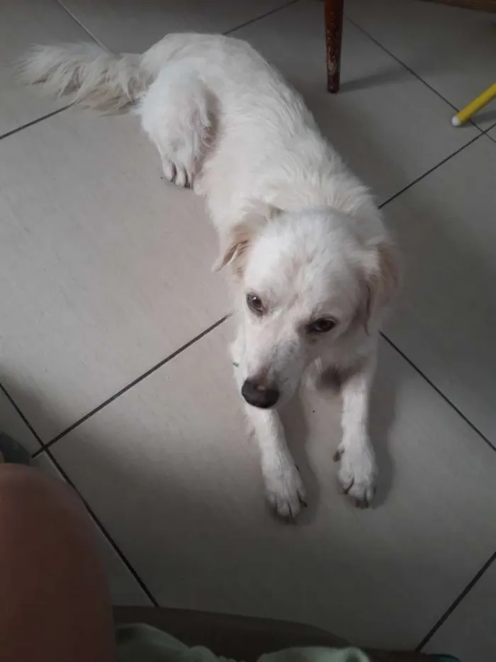 Cachorro raça  idade 2 anos nome Branco
