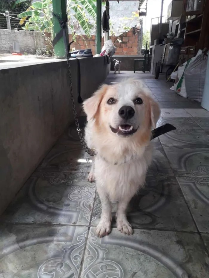 Cachorro raça  idade 2 anos nome Branco