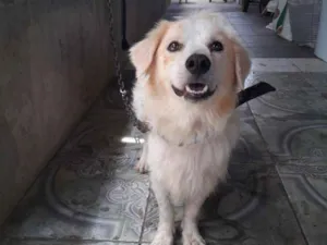 Cachorro raça  idade 2 anos nome Branco