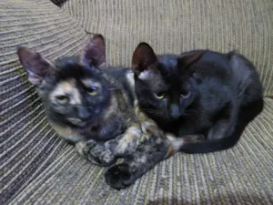 Gato raça srd idade 2 a 6 meses nome rebecca