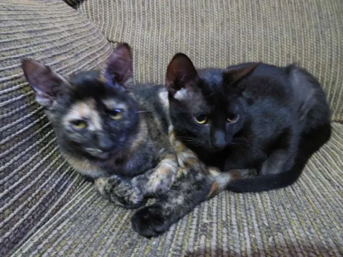 Gato ra a srd idade 2 a 6 meses nome rebecca