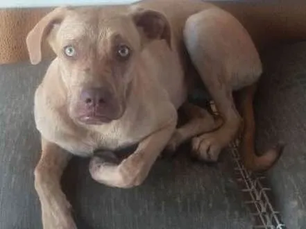 Cachorro ra a Vira lata idade 2 a 6 meses nome Luna
