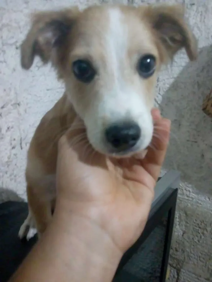 Cachorro raça Não definida idade 2 a 6 meses nome Max