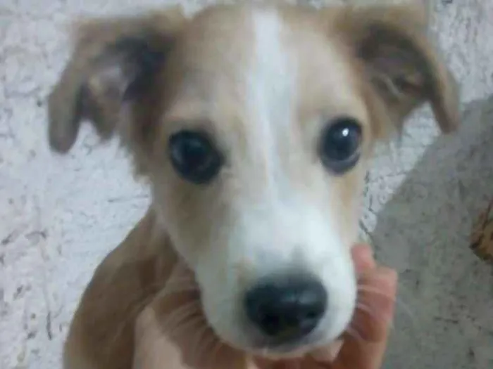 Cachorro raça Não definida idade 2 a 6 meses nome Max