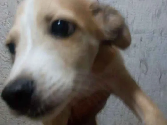 Cachorro raça Não definida idade 2 a 6 meses nome Max