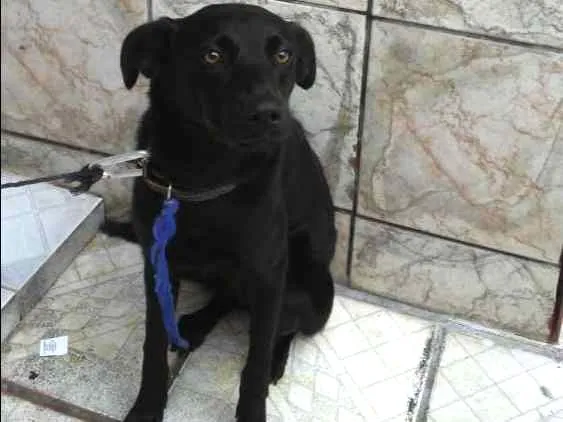 Cachorro ra a Vira lata idade 7 a 11 meses nome Princesa