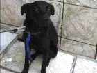 Cachorro raça Vira lata idade 7 a 11 meses nome Princesa