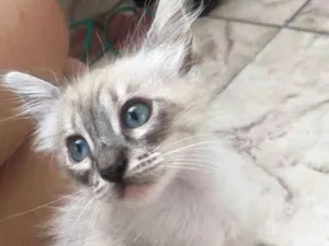 Gato raça SRD idade 2 a 6 meses nome Absolut