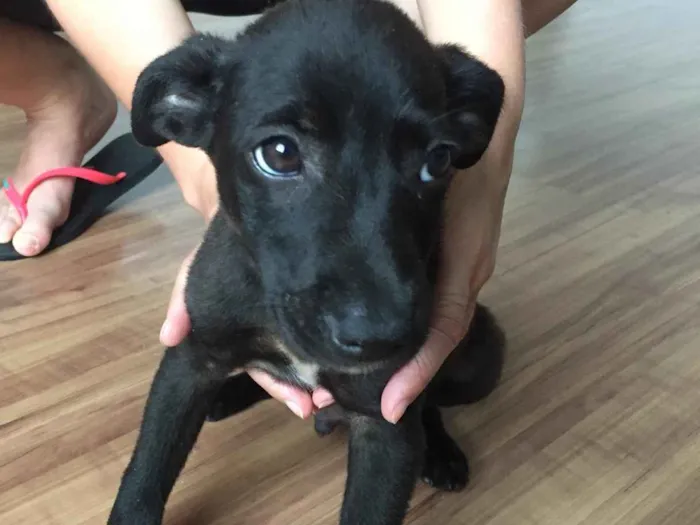 Cachorro ra a SRD idade 2 a 6 meses nome Feijão