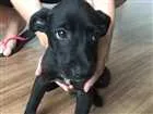 Cachorro raça SRD idade 2 a 6 meses nome Feijão