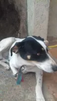 pingo 