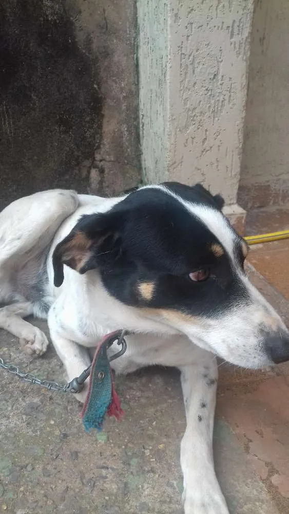 Cachorro ra a vira lata idade 4 anos nome pingo 
