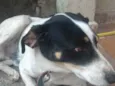 pingo 