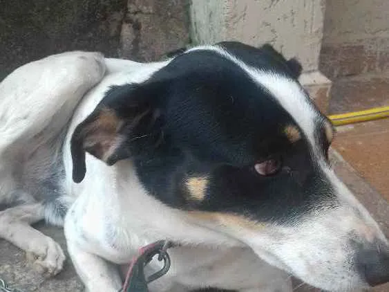 Cachorro ra a vira lata idade 4 anos nome pingo 