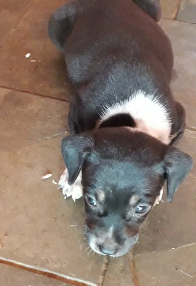 Cachorro ra a Vira lata  idade Abaixo de 2 meses nome Sem nome