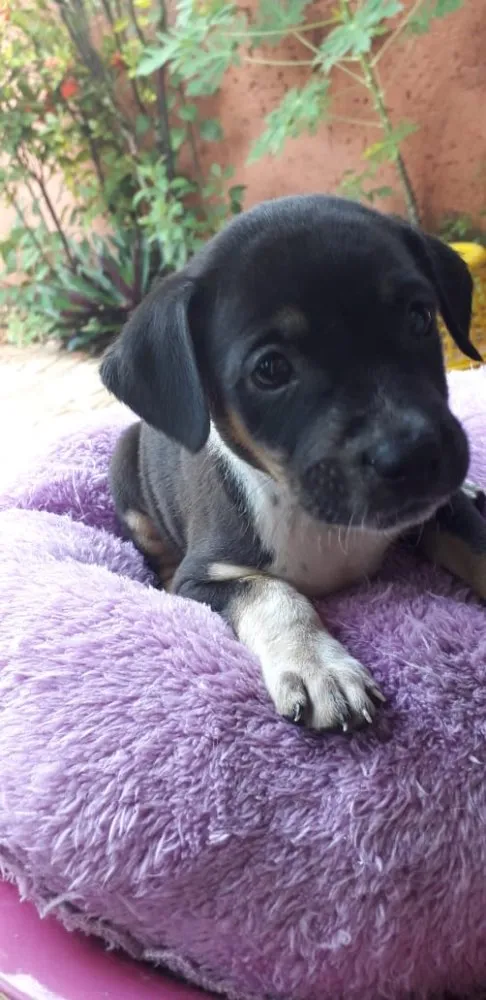 Cachorro ra a Vira lata  idade Abaixo de 2 meses nome Sem nome