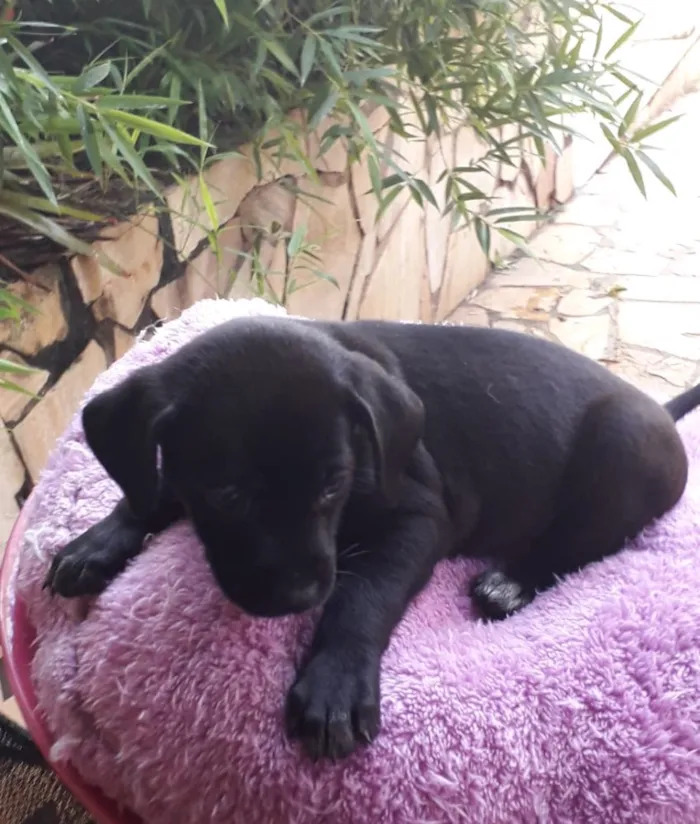 Cachorro ra a Vira lata  idade Abaixo de 2 meses nome Sem nome