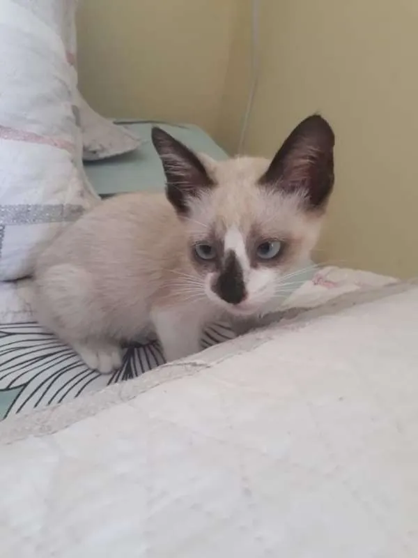 Gato ra a srd idade 2 a 6 meses nome Jao grilo 