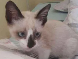 Gato raça srd idade 2 a 6 meses nome Jao grilo 