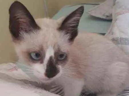 Gato ra a srd idade 2 a 6 meses nome Jao grilo 