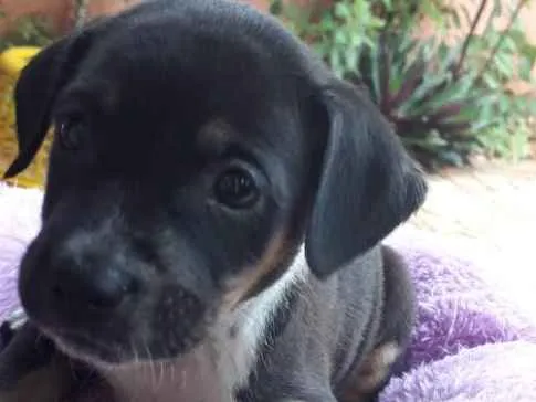 Cachorro ra a Vira lata  idade Abaixo de 2 meses nome Sem nome