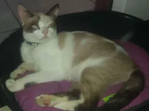 Gato raça SRD idade 1 ano nome MIMI