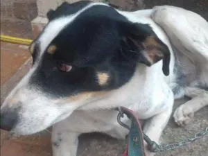 Cachorro raça vira lata idade 4 anos nome pingo 