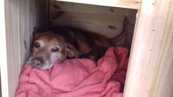 Cachorro raça Sem raça definida idade 5 anos nome Mariana