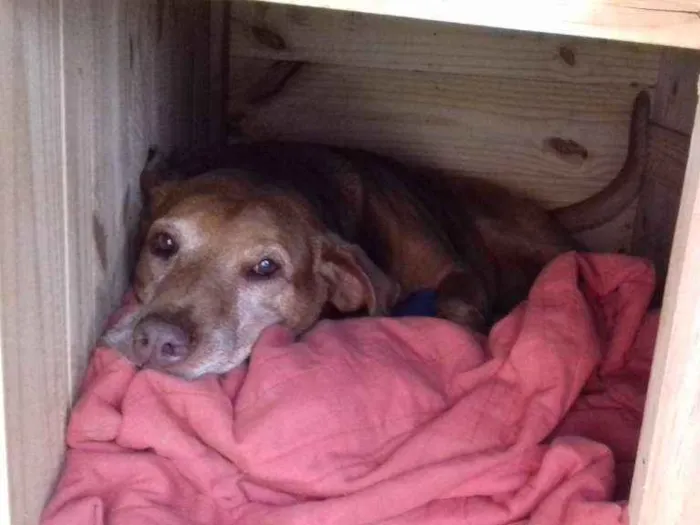 Cachorro raça Sem raça definida idade 5 anos nome Mariana