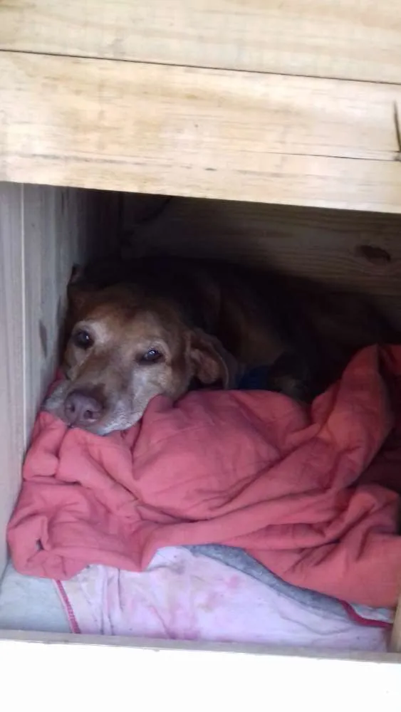 Cachorro raça Sem raça definida idade 5 anos nome Mariana