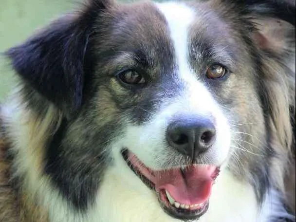 Cachorro ra a  idade 3 anos nome Bethoven