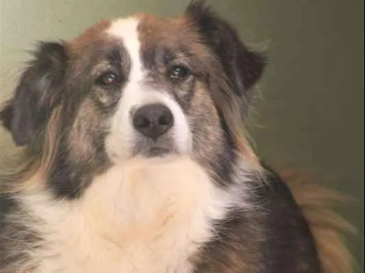 Cachorro ra a  idade 3 anos nome Bethoven