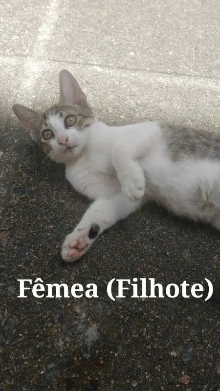 Gato ra a SRD - Sem raça definida idade 2 a 6 meses nome Sem nome
