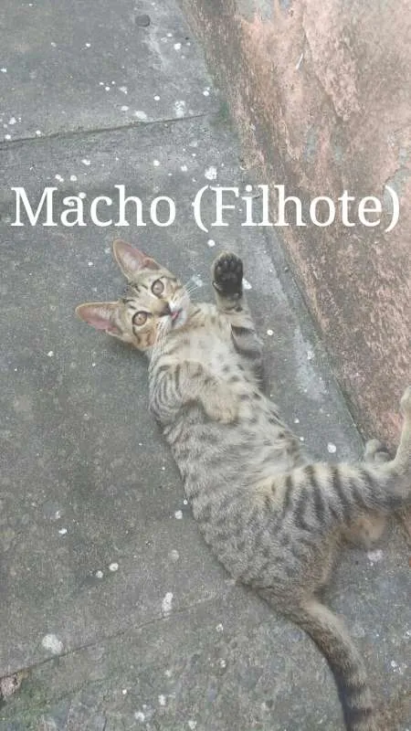 Gato ra a SRD - Sem raça definida idade 2 a 6 meses nome Sem nome