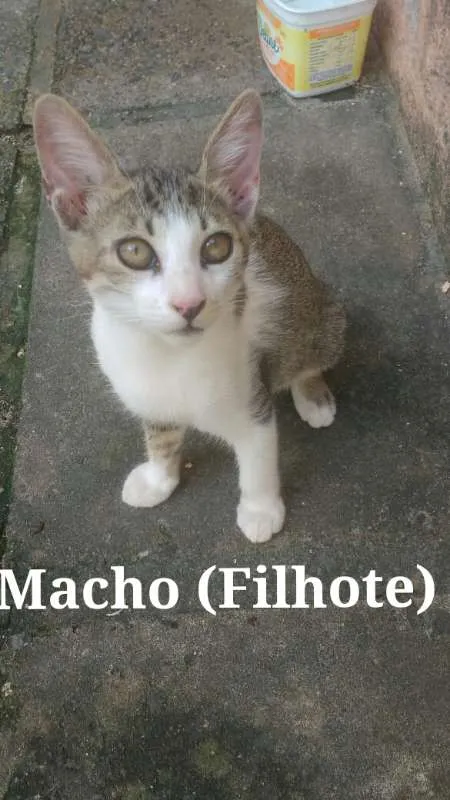 Gato ra a SRD - Sem raça definida idade 2 a 6 meses nome Sem nome