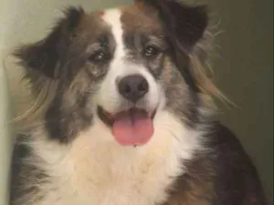 Cachorro raça  idade 3 anos nome Bethoven